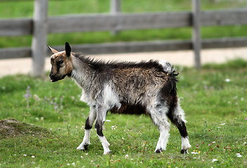 Image showing young goat at the farm