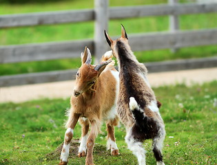 Image showing young goats fighting