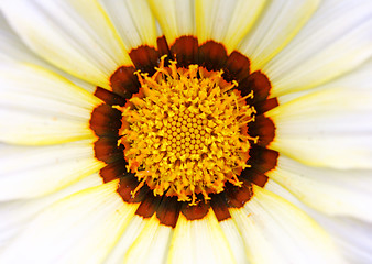 Image showing Sunflower