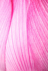 Image showing Pink lotus close up