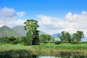 Image showing Wetland