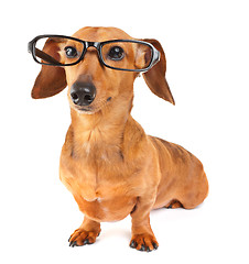 Image showing Dachshund dog with glasses