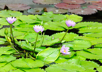 Image showing Lake of water lily 