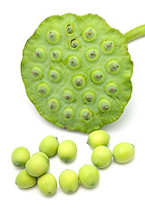 Image showing Fresh lotus seeds and pod isolated on white background
