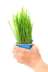 Image showing Hand hold wheatgrass in flowerpot