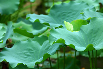 Image showing Lotus leaf pond