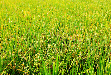 Image showing Rice field