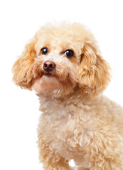 Image showing Dog poodle portrait