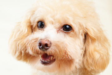 Image showing Dog poodle isolated on white background