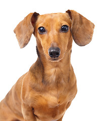 Image showing Dachshund dog portrait