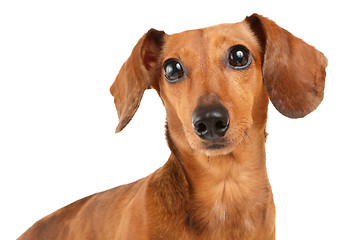 Image showing Dachshund dog close up