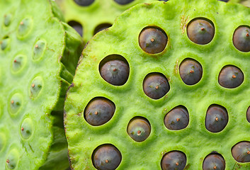 Image showing Lotus seed pod