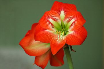 Image showing red flower