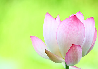 Image showing Pink lotus 