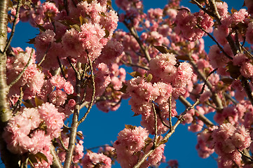 Image showing blooming tree