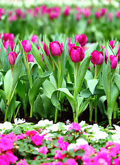 Image showing Purple tulips