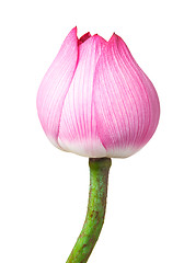 Image showing Lotus bud isolated on white background