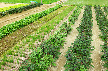 Image showing Farm field