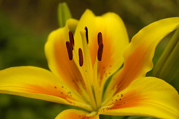 Image showing yellow flower