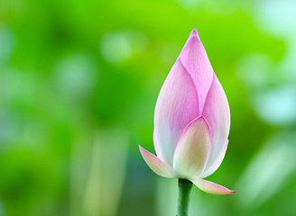 Image showing Lotus bud close up