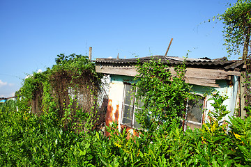 Image showing Green ivy on house