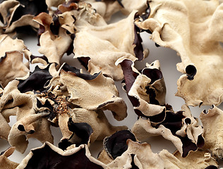 Image showing Black fungus