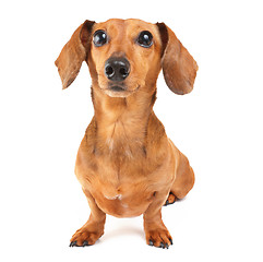 Image showing Dachshund dog portrait