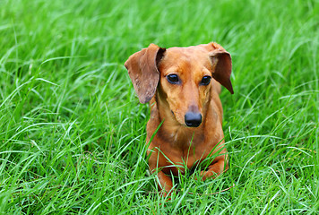 Image showing Dachshund dog on grass