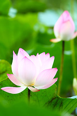 Image showing Lotus pond