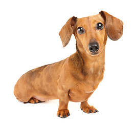 Image showing Dachshund dog portrait 