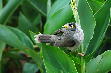 Image showing birdie