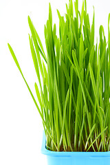 Image showing Wheatgrass in flowerpot