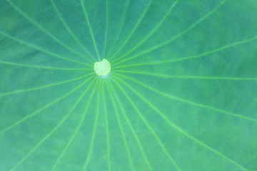 Image showing Lotus leaf 