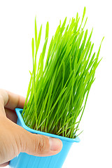 Image showing Hand hold flowerpot with wheatgrass