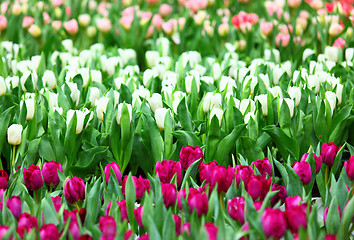Image showing Colorful tulips field 
