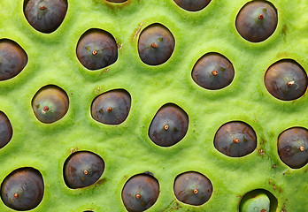 Image showing Lotus seeds pod close up