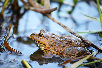 Image showing Frog in pond