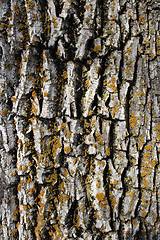 Image showing Mossy bark background