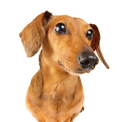 Image showing Dachshund dog close up