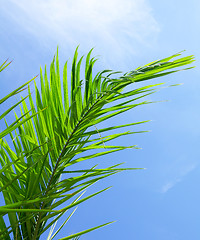 Image showing Green leaf of coniferous tree under blue sky