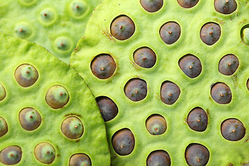 Image showing Lotus seed pod