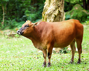 Image showing Cattle