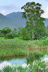 Image showing Wetland