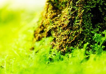 Image showing Green moss