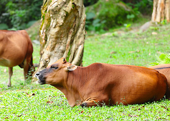 Image showing Cattle