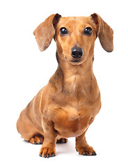 Image showing Dachshund dog