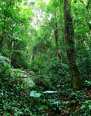 Image showing Tropical rainforest 