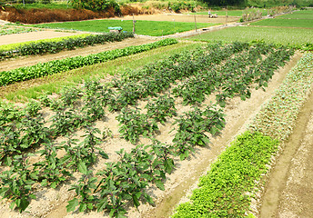 Image showing Farm with vegetable