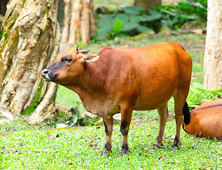 Image showing Wild cattle