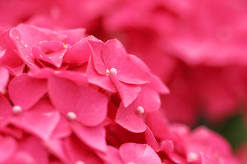 Image showing Pink hydrangea flower